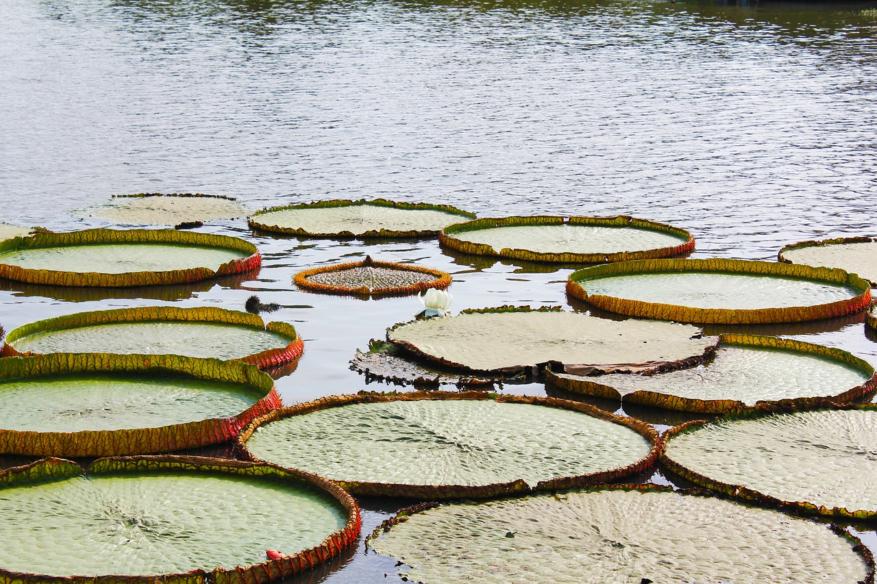 nature, river, lotus-8027893.jpg